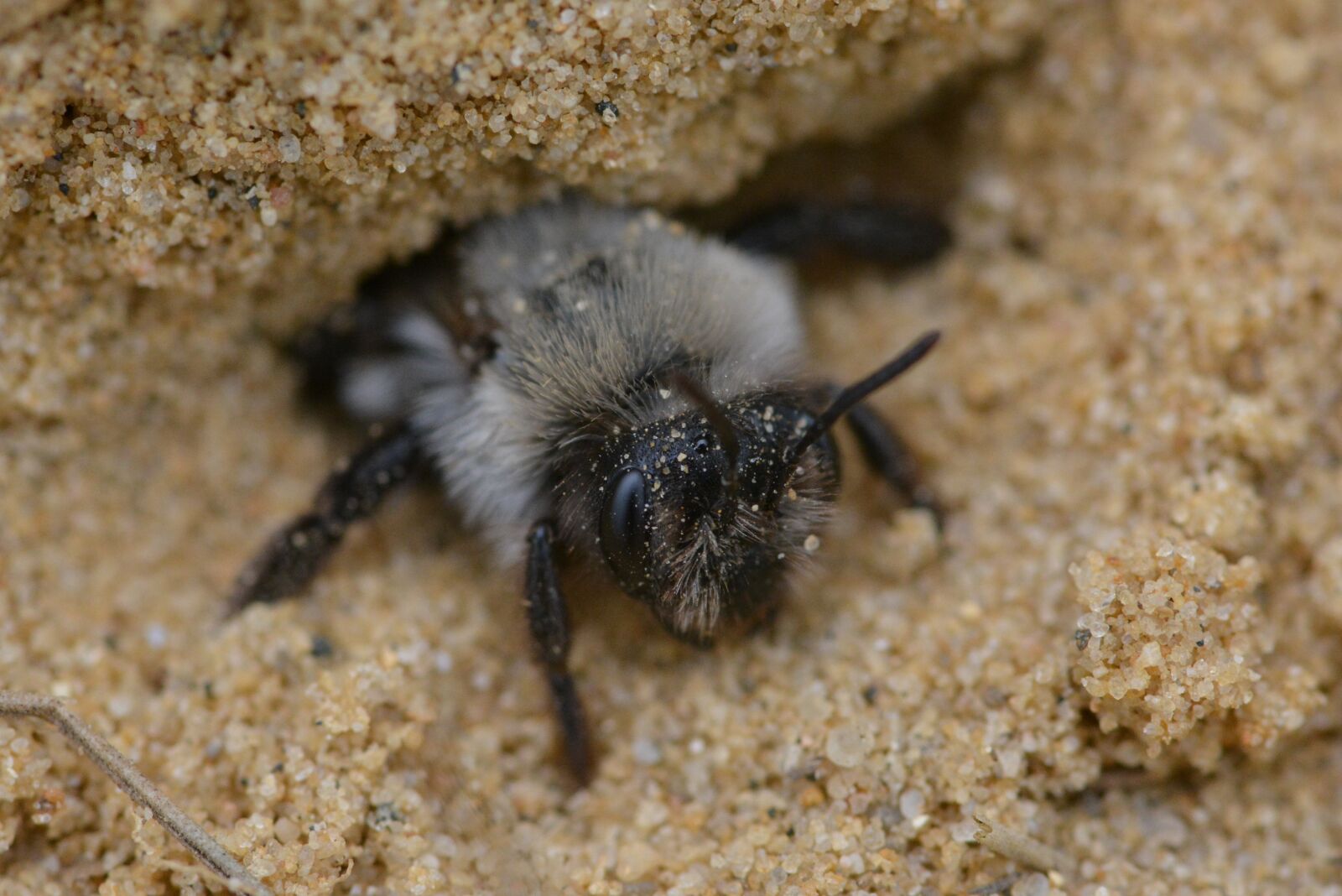 Nikon D5200 sample photo. Bee, wild bee, nature photography
