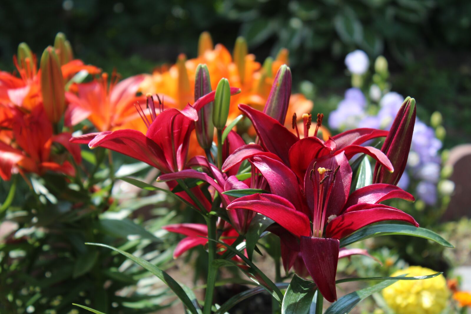 Canon EOS 1200D (EOS Rebel T5 / EOS Kiss X70 / EOS Hi) sample photo. Lilies, flowers, spring photography