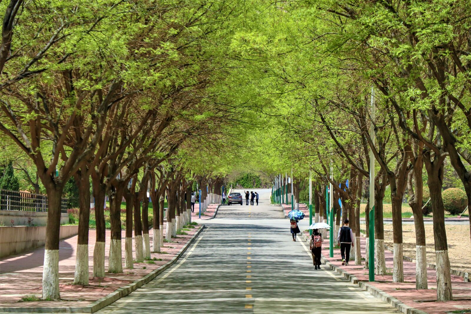 Canon EOS M5 sample photo. Road, campus, china photography