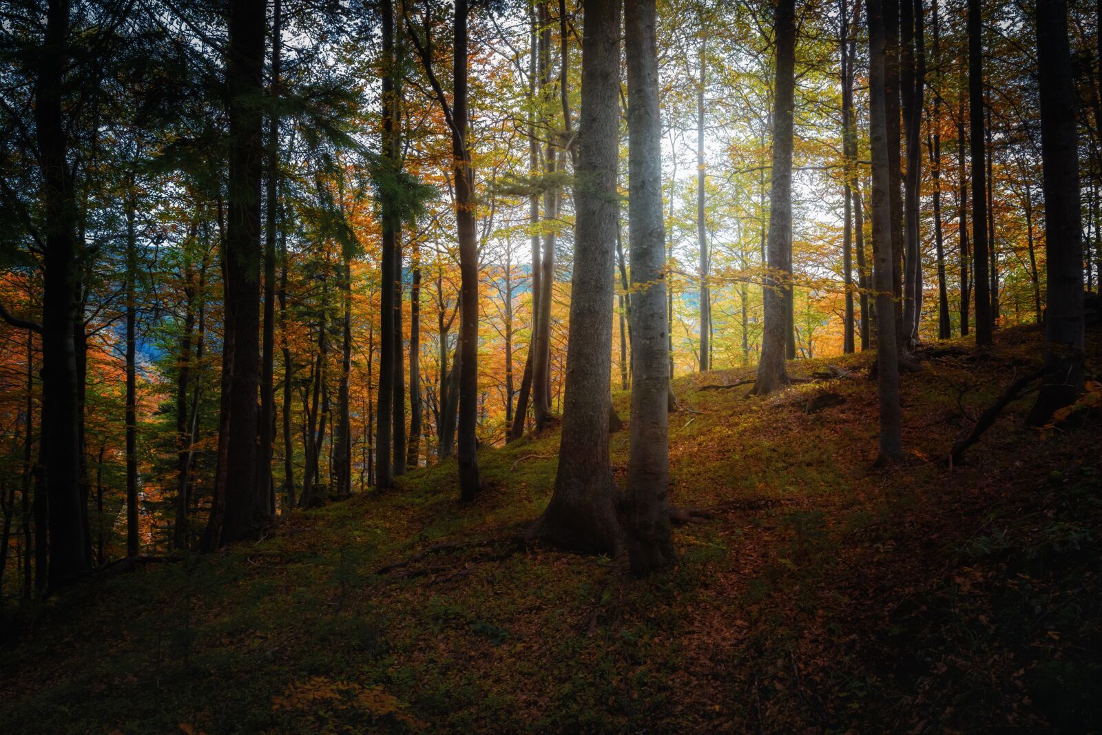 Nikon D7100 sample photo. Autumn, fall, forest photography