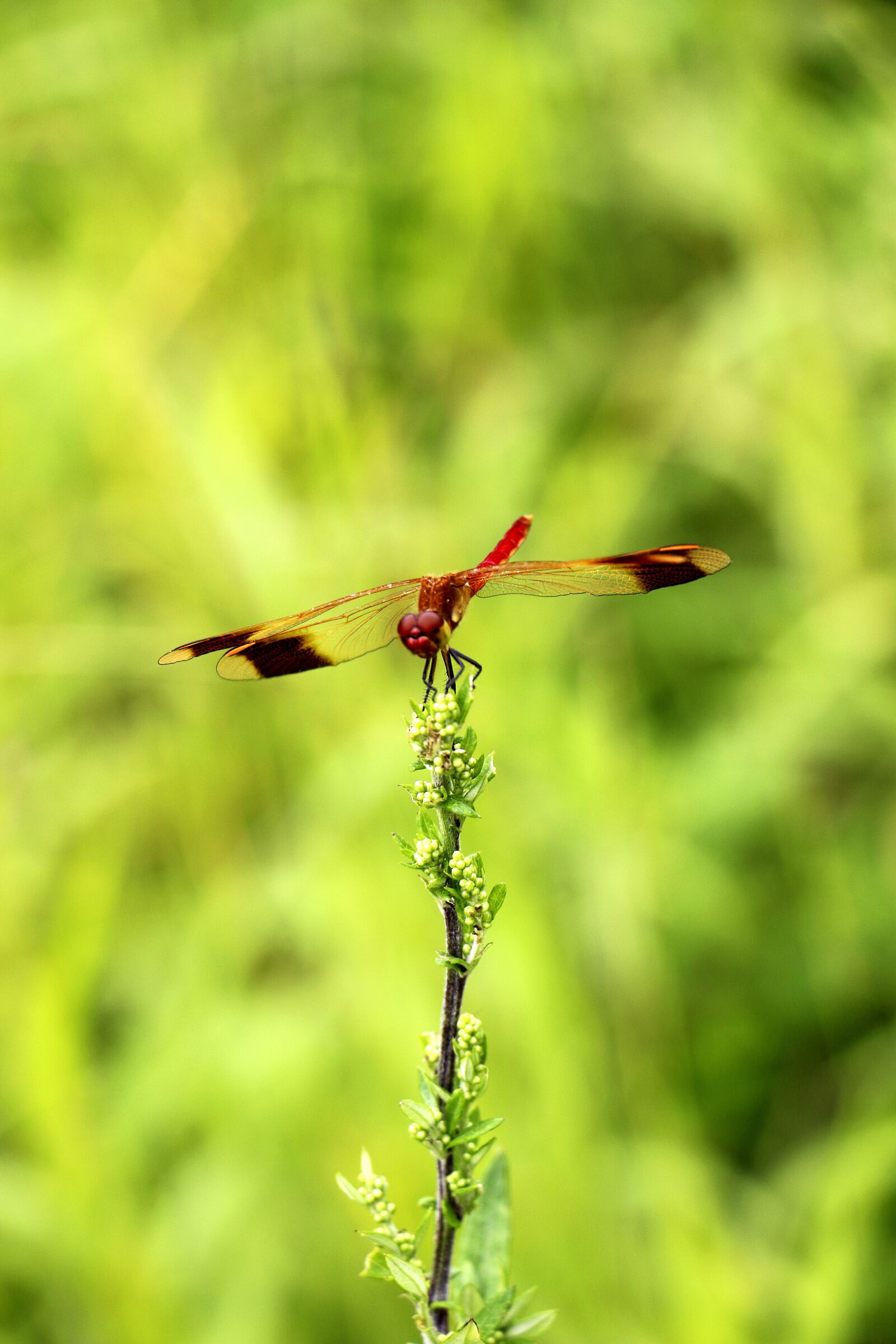 Canon EOS 70D sample photo. Dragonflies, green, trees photography