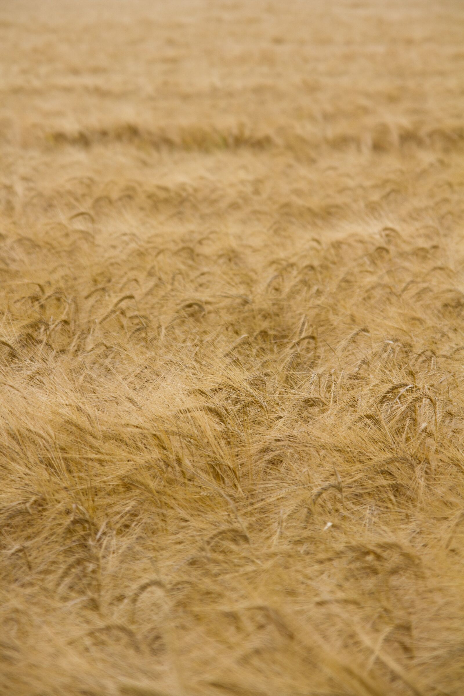 Canon EOS 7D sample photo. Corn, field, yellow photography