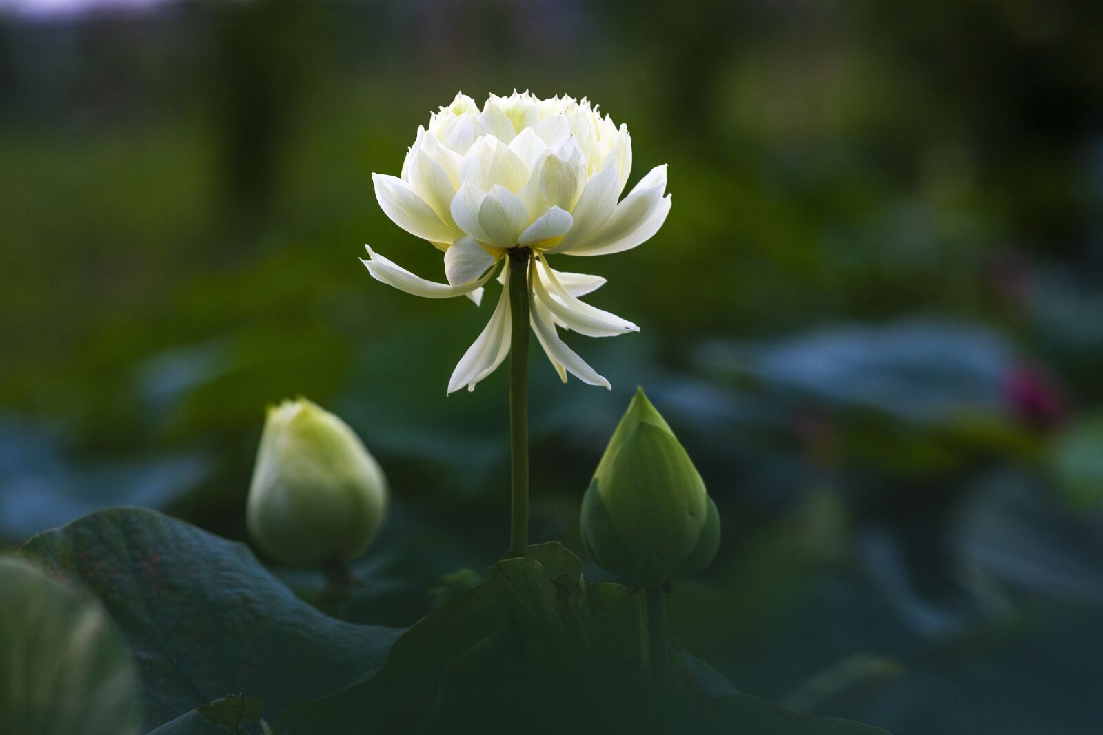 Canon EF 70-200mm F2.8L USM sample photo. Hanoi, lotus, viet photography