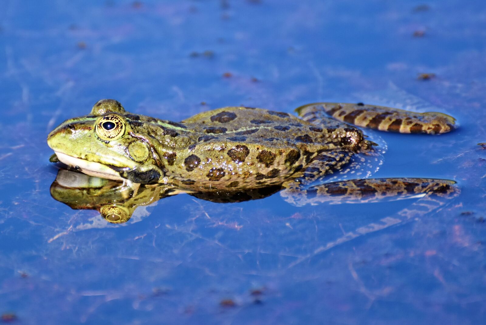 Nikon D7200 sample photo. Frog, toad, water creature photography