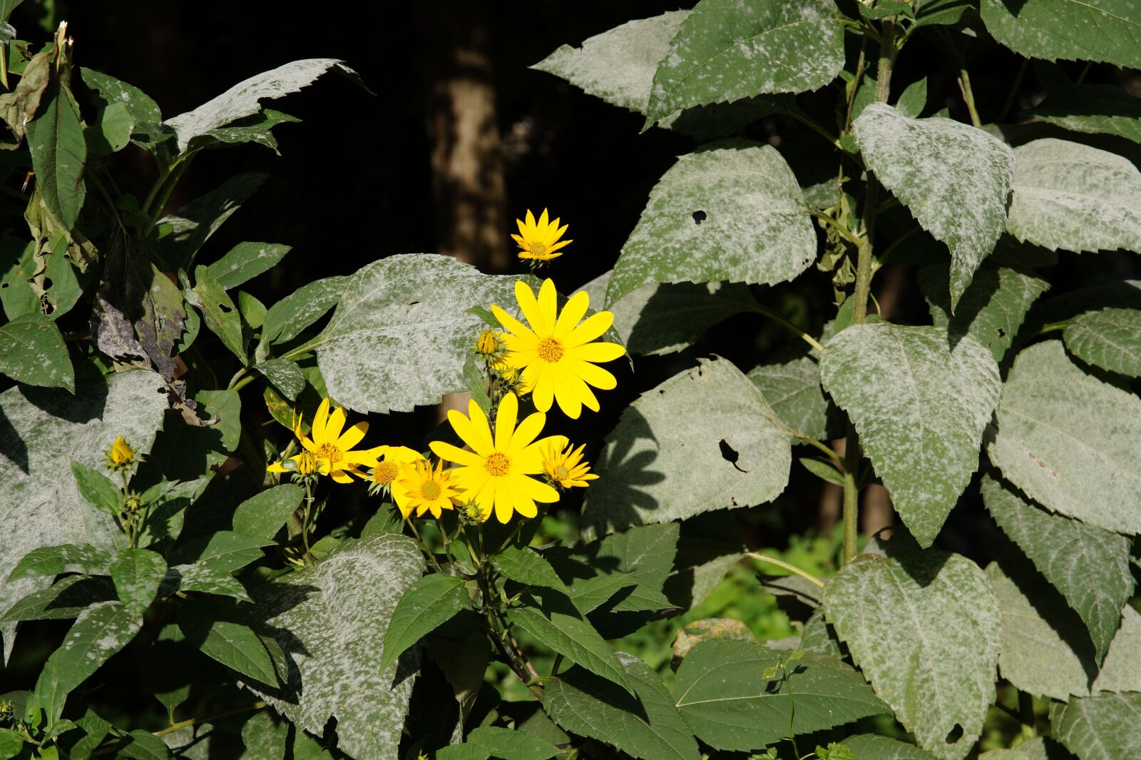Sony SLT-A58 sample photo. Flower, yellow, nature photography