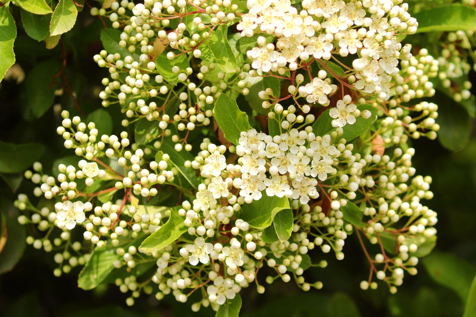 Canon EOS 200D (EOS Rebel SL2 / EOS Kiss X9) sample photo. Elder, elderflower, white photography