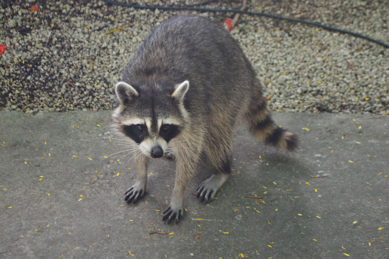 Nikon D3100 sample photo. Raccoon, animals, nature photography