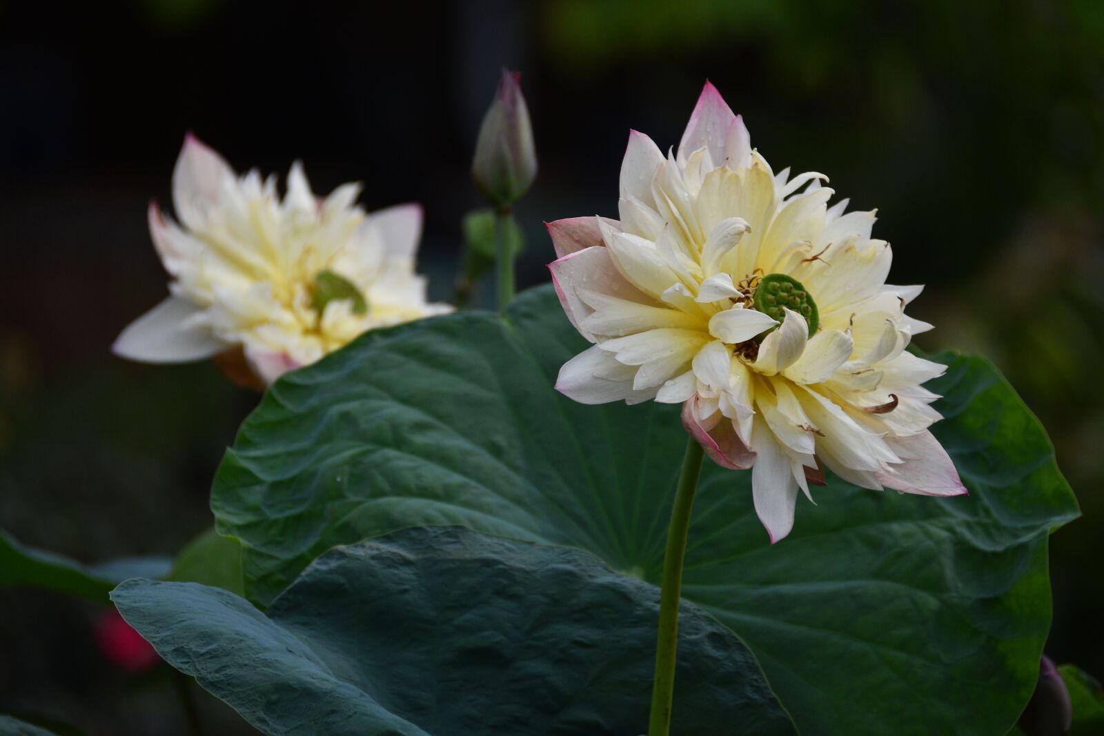 Nikon D7200 sample photo. Flowers, petals, leaves photography