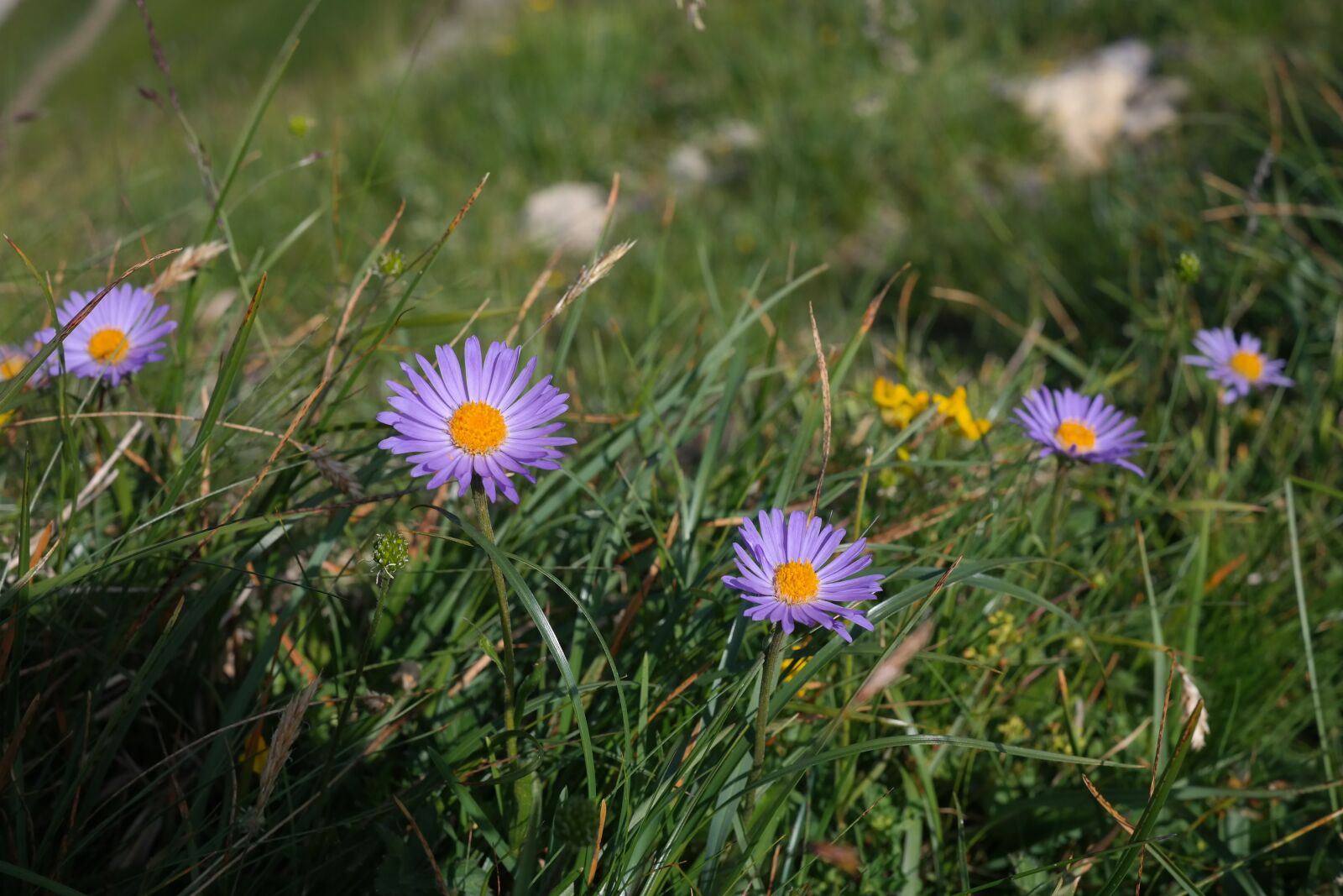 Samsung NX300 sample photo. Alps-astern, flower, blossom photography