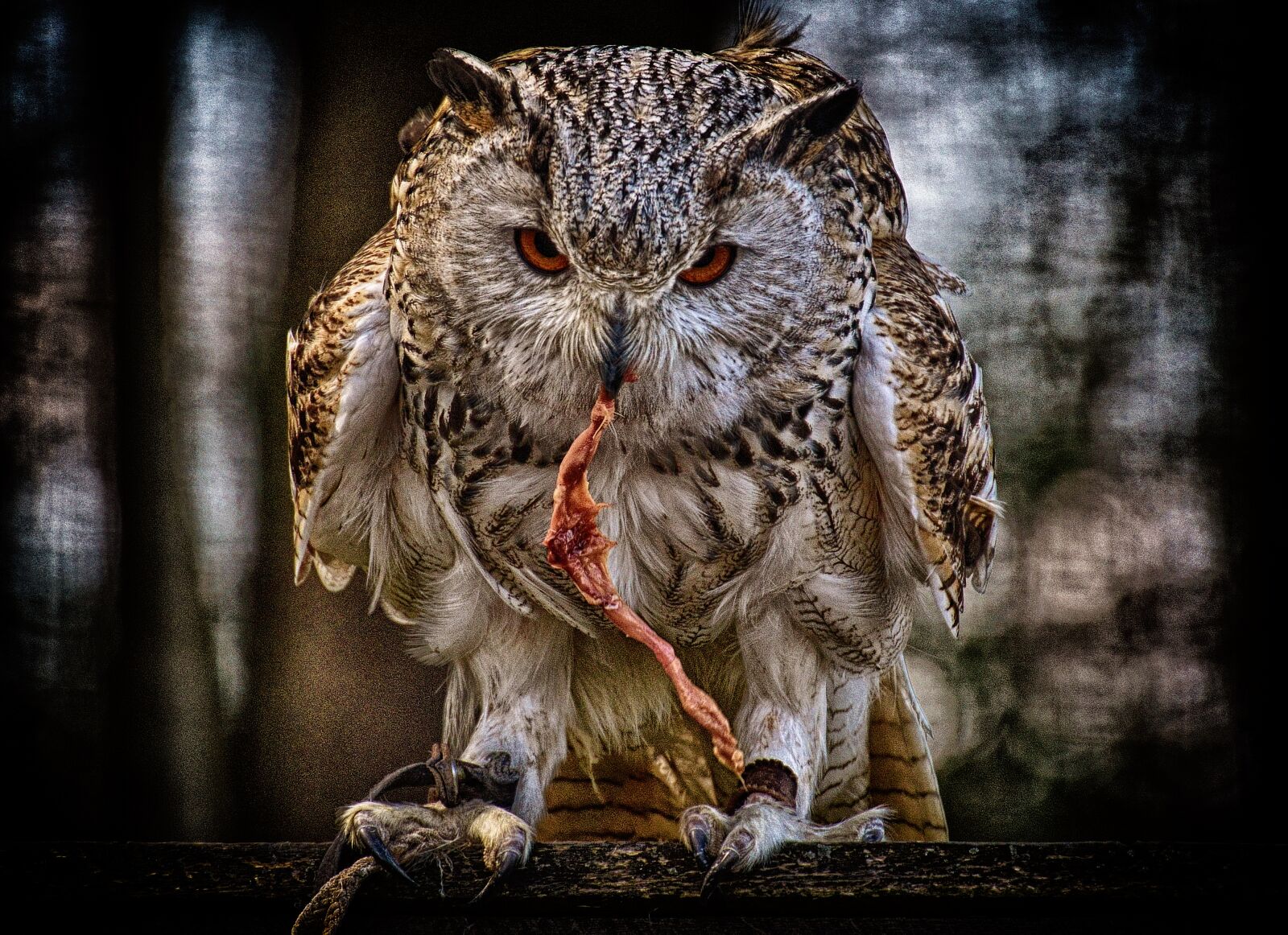 Nikon D3200 sample photo. Owl, prey, bird photography