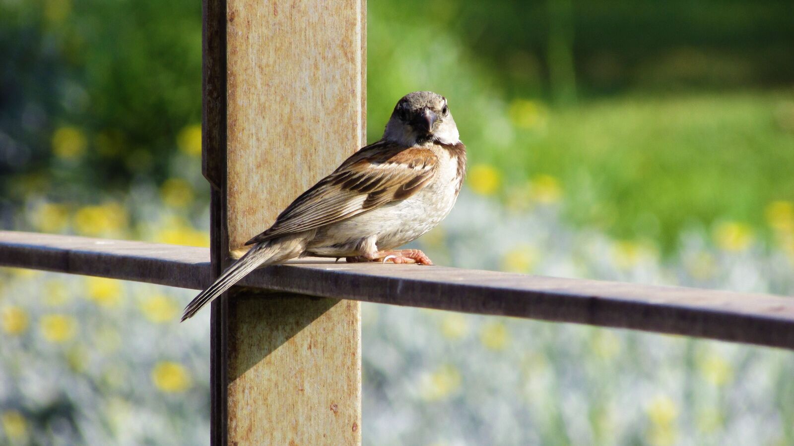Canon PowerShot SX400 IS sample photo. Sparrow, bird, sitting photography