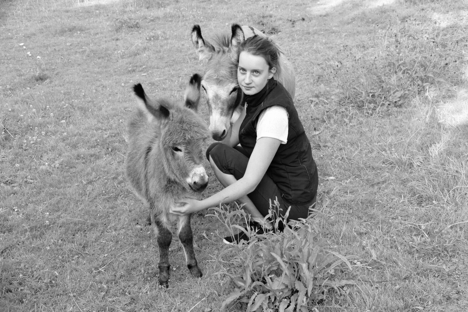Nikon D5600 sample photo. Donkeys, girl, complicity photography