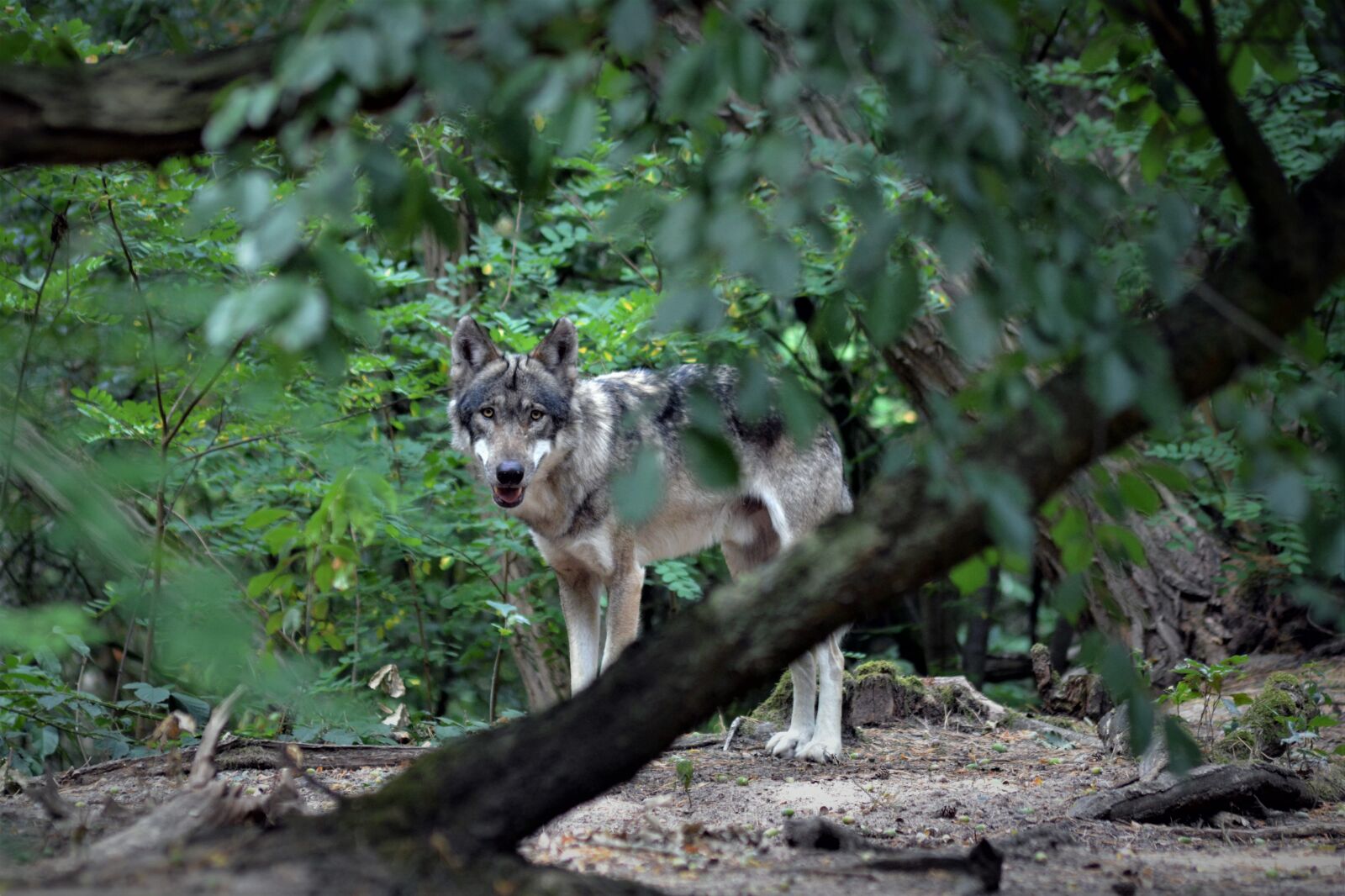Nikon D5200 sample photo. Wolf, close up, forest photography