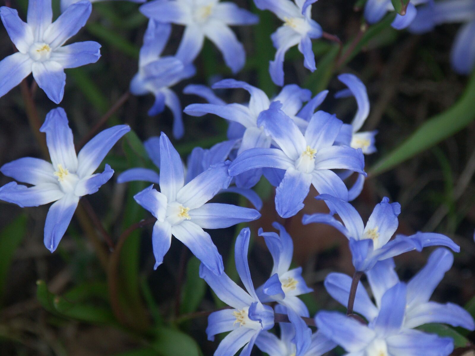 KONICA MINOLTA DiMAGE A1 sample photo. Flower, nature, plant photography