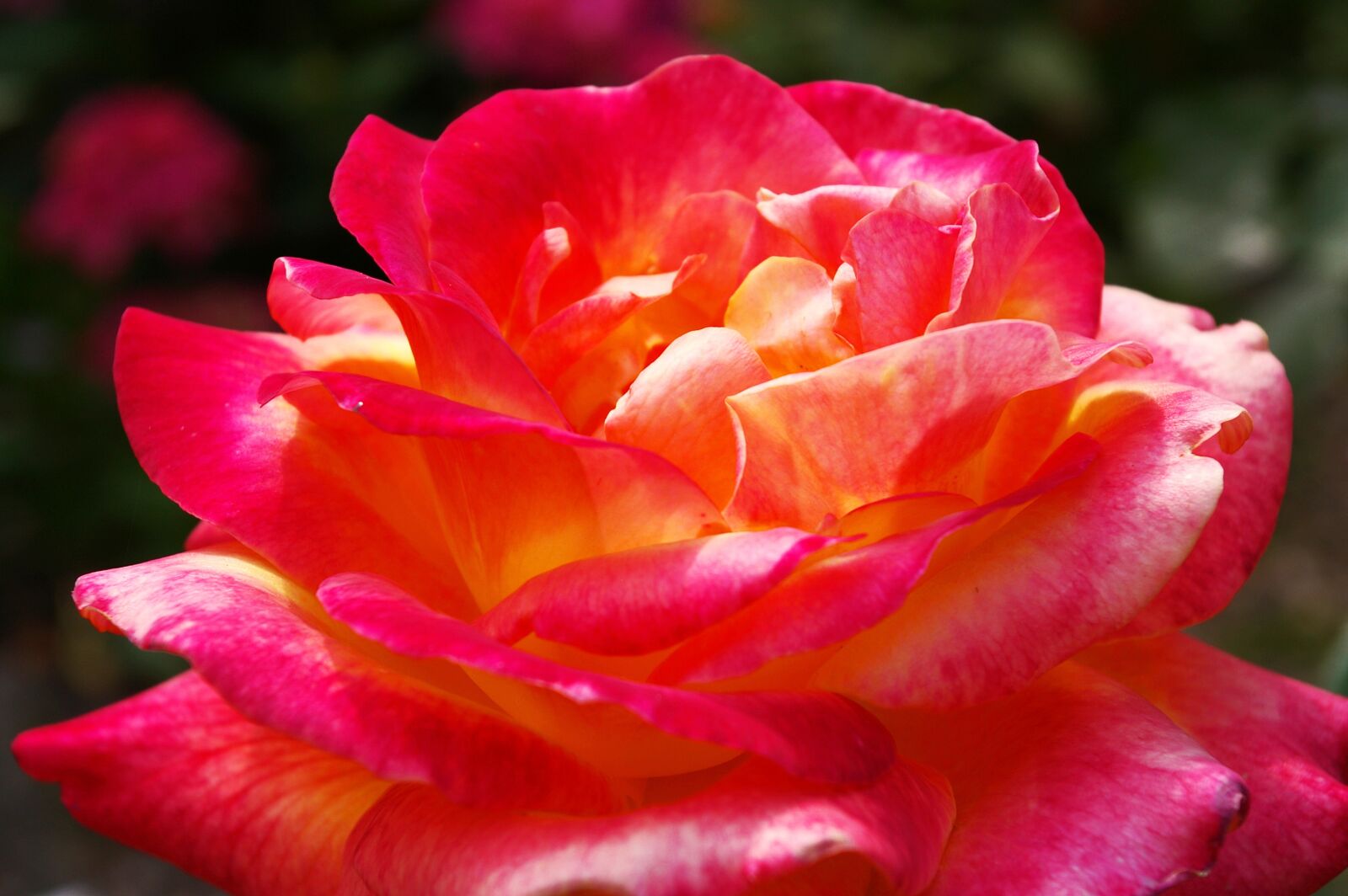 Pentax *ist DL2 sample photo. Rose, beauty, blossom photography