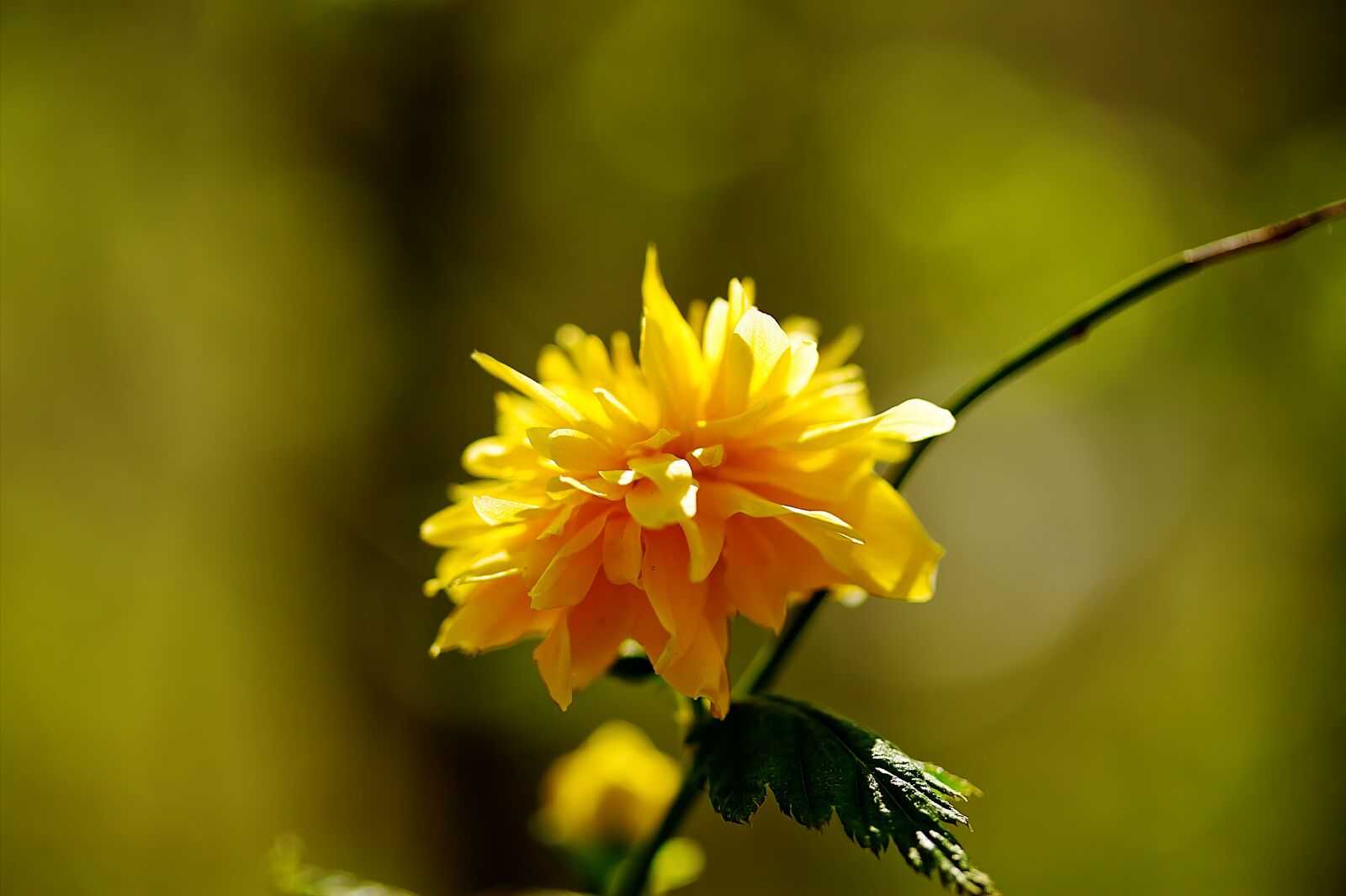 Canon EF-S 60mm F2.8 Macro USM sample photo. Blossom, bloom, yellow photography