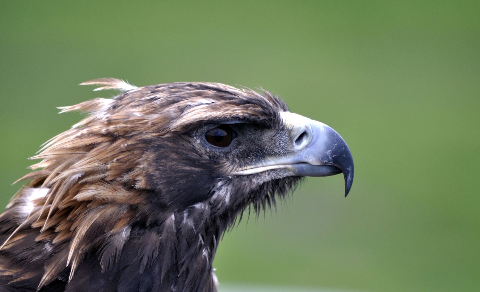 Nikon D90 sample photo. Golden eagle, eagle, portrait photography