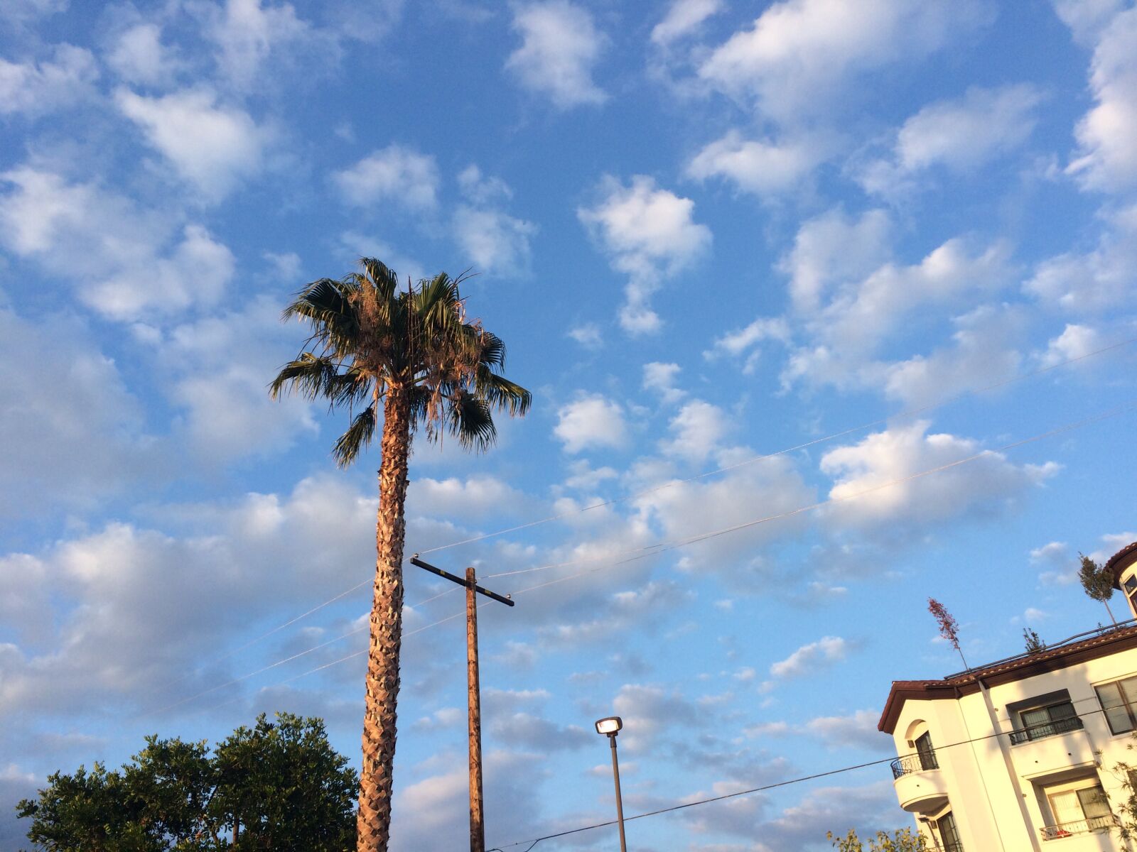 iPhone 5s back camera 4.15mm f/2.2 sample photo. Clouds, palm trees, sky photography