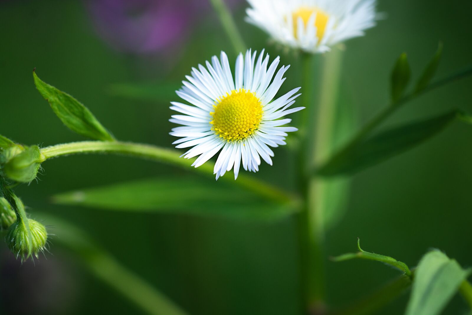 Nikon D7100 sample photo. Fleabane, one year, annual photography