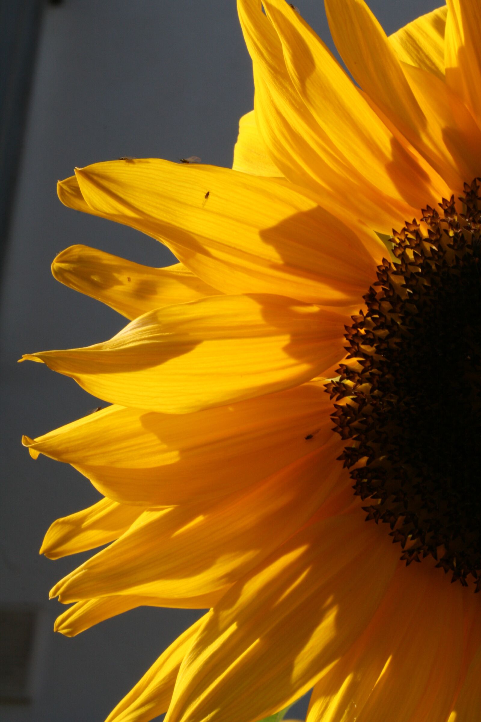 Canon EOS 400D (EOS Digital Rebel XTi / EOS Kiss Digital X) sample photo. Sunflower, blossom, bloom photography