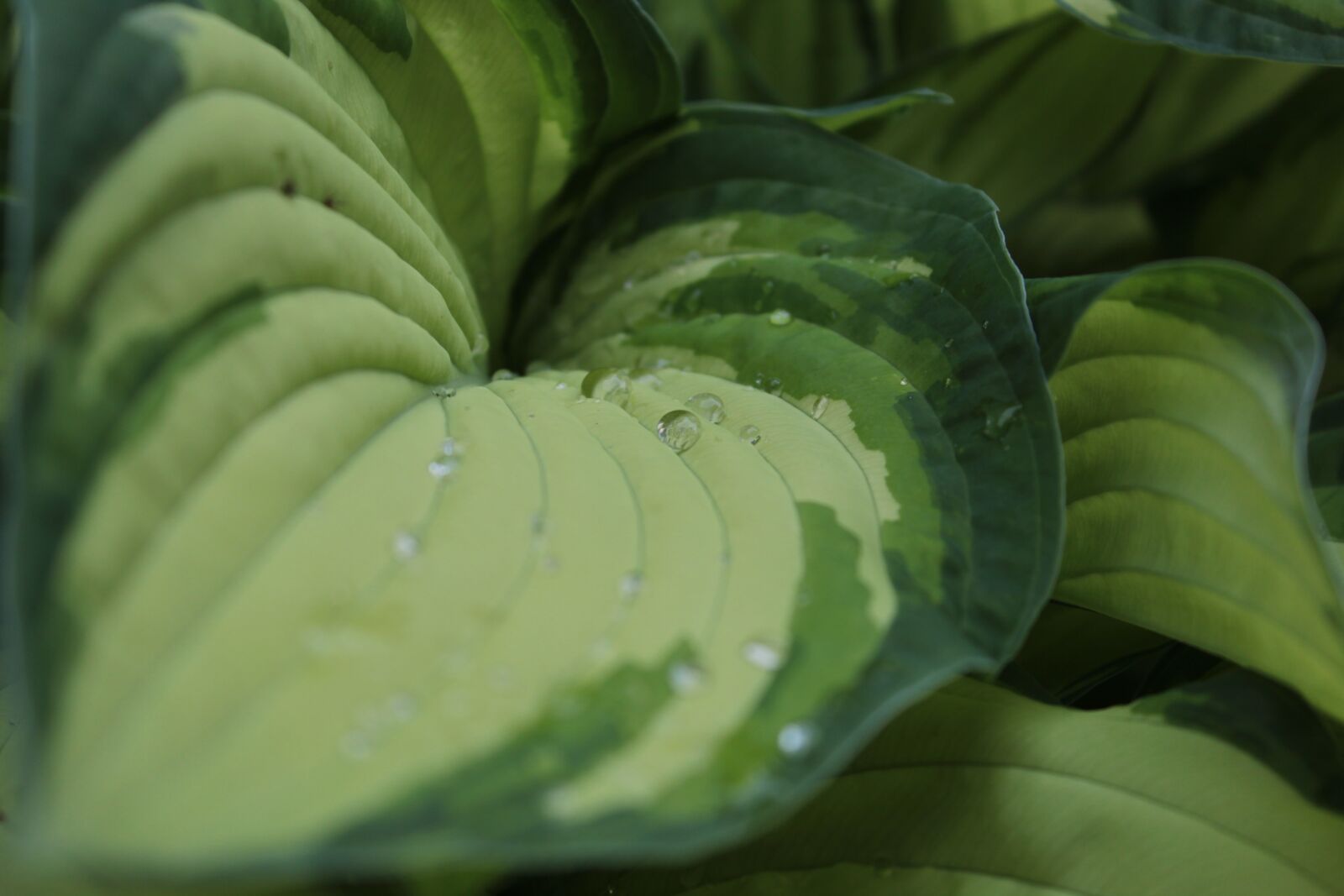 Canon EOS 600D (Rebel EOS T3i / EOS Kiss X5) sample photo. Hosta fortunei albopicta, hartlelie photography