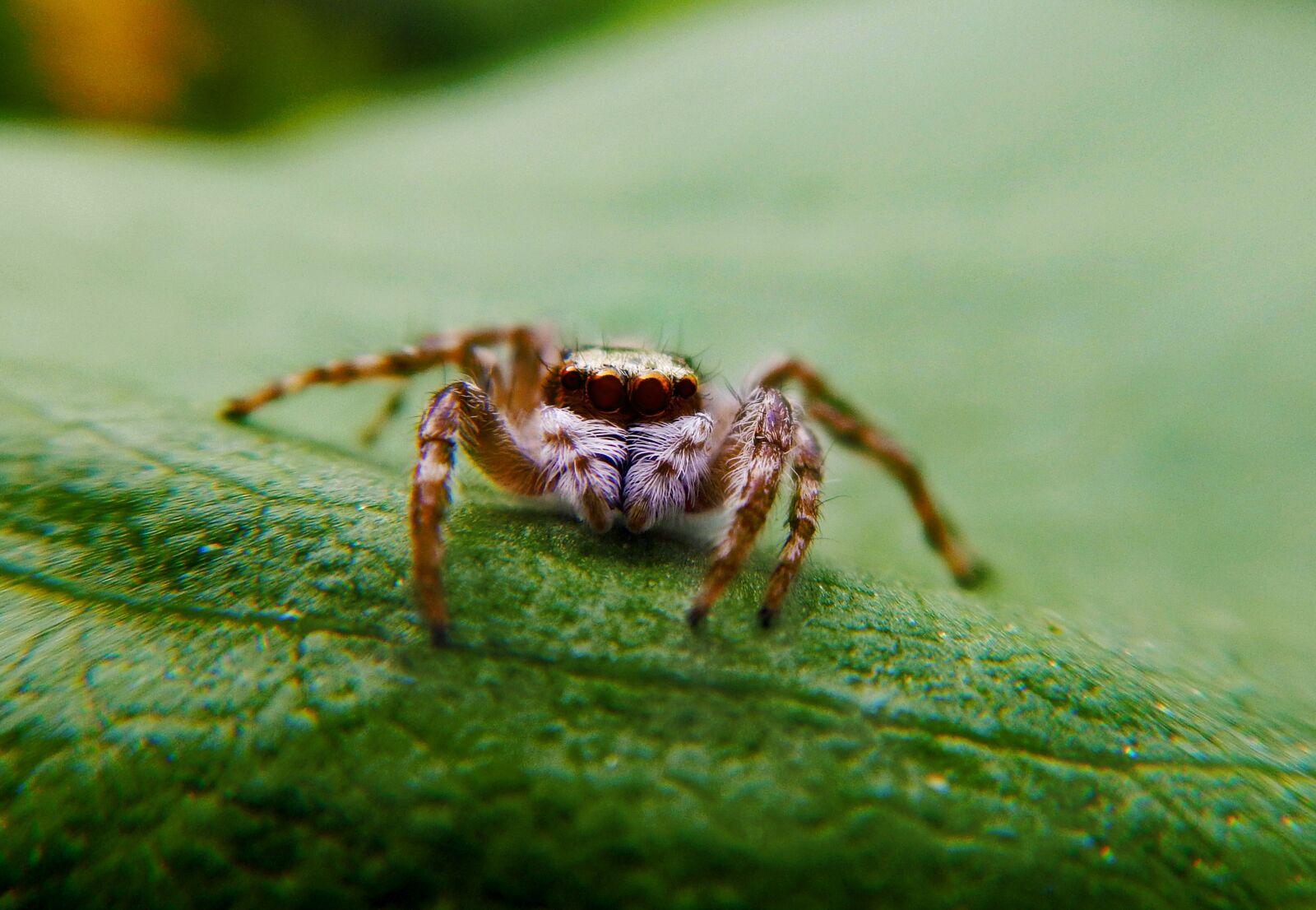 Nikon Coolpix AW110 sample photo. Spider, web, macro photography