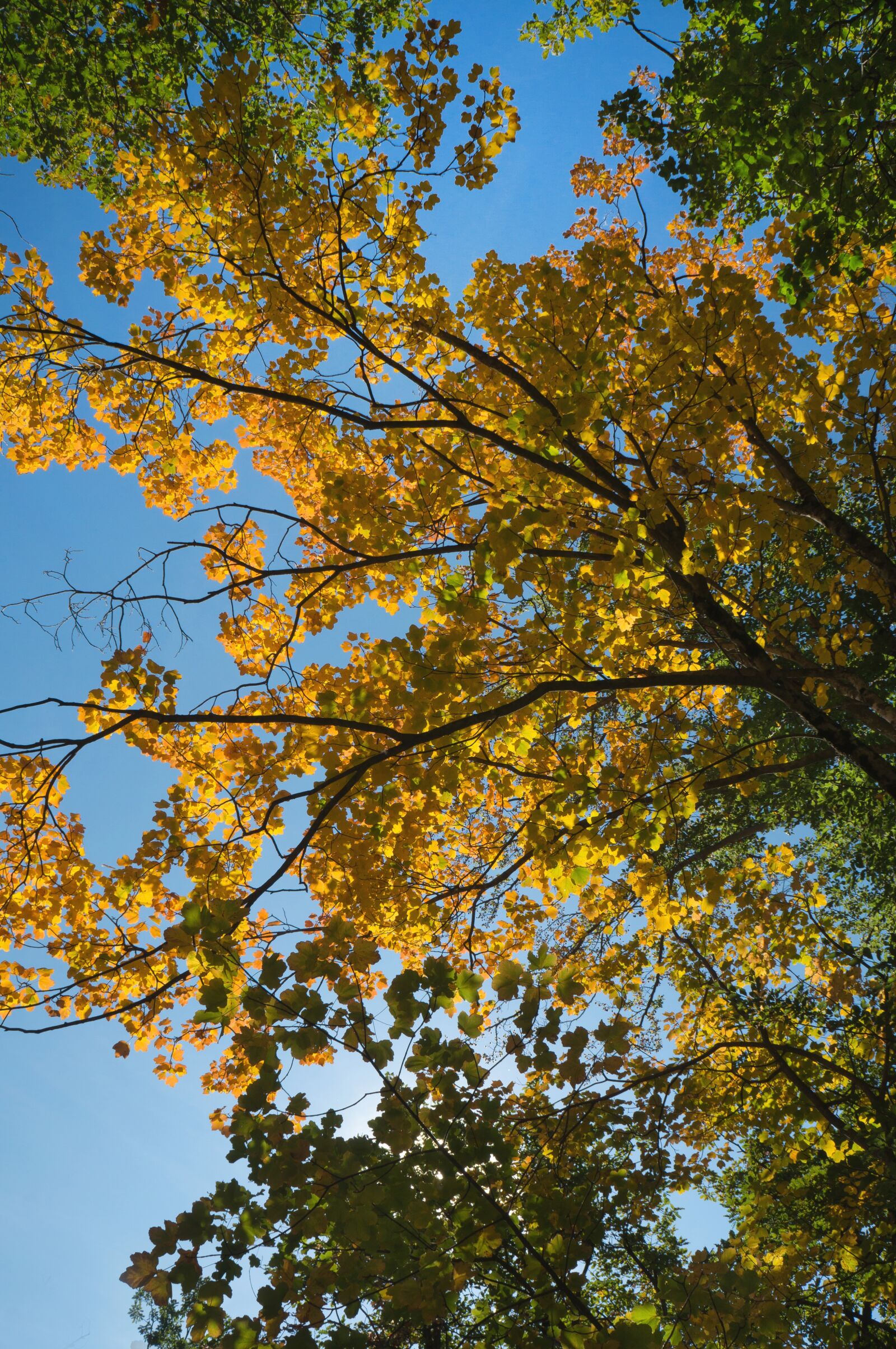 Sony Alpha NEX-F3 + Sony E 18-55mm F3.5-5.6 OSS sample photo. Colors, fall, red photography