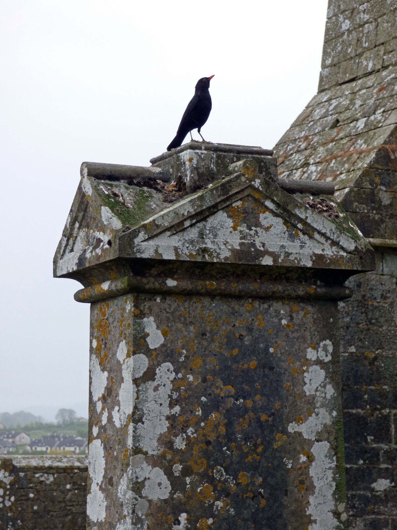 Panasonic Lumix DMC-FZ70 sample photo. Ireland, crow, bird photography