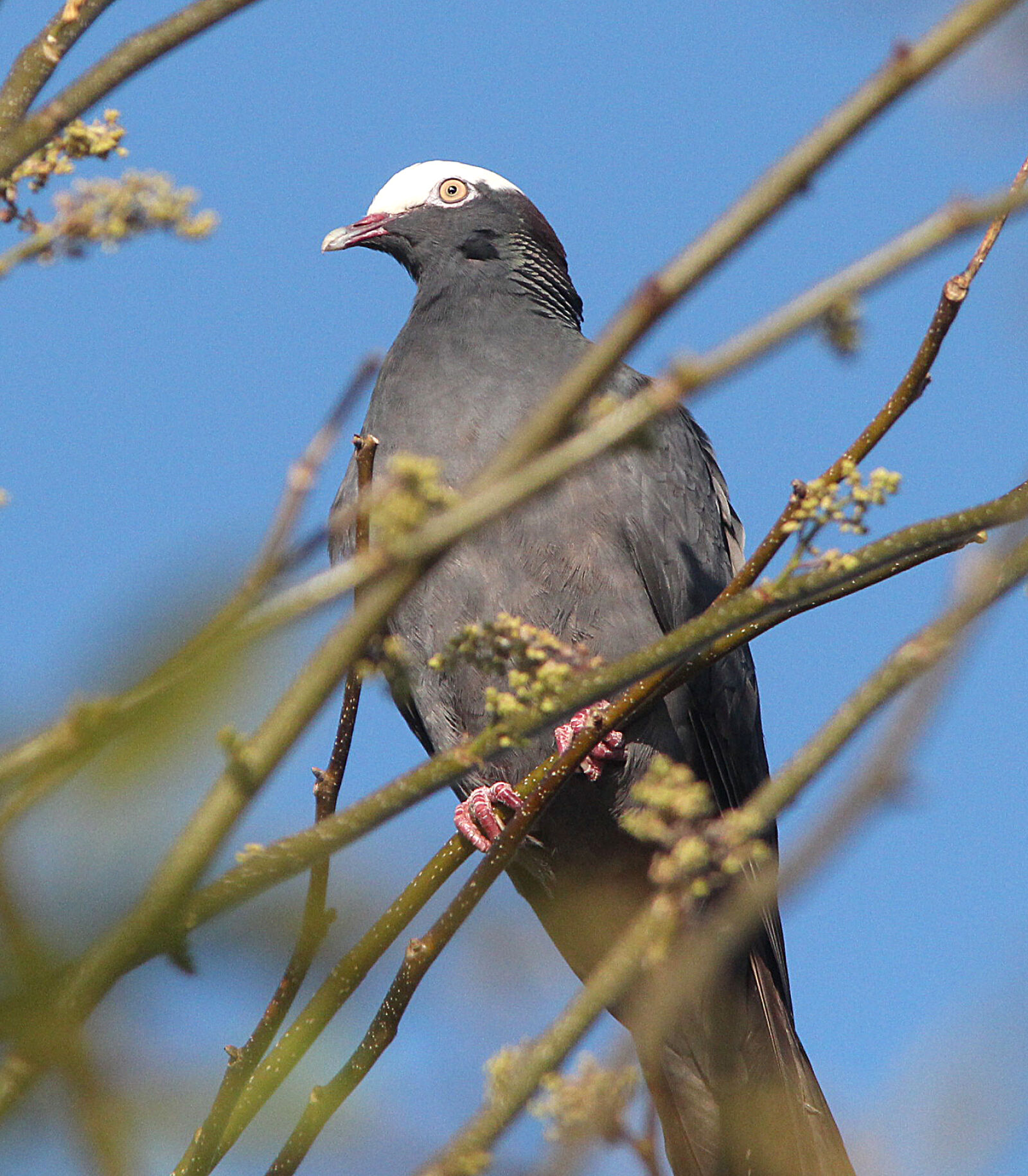 Canon EF 300mm F4L IS USM sample photo
