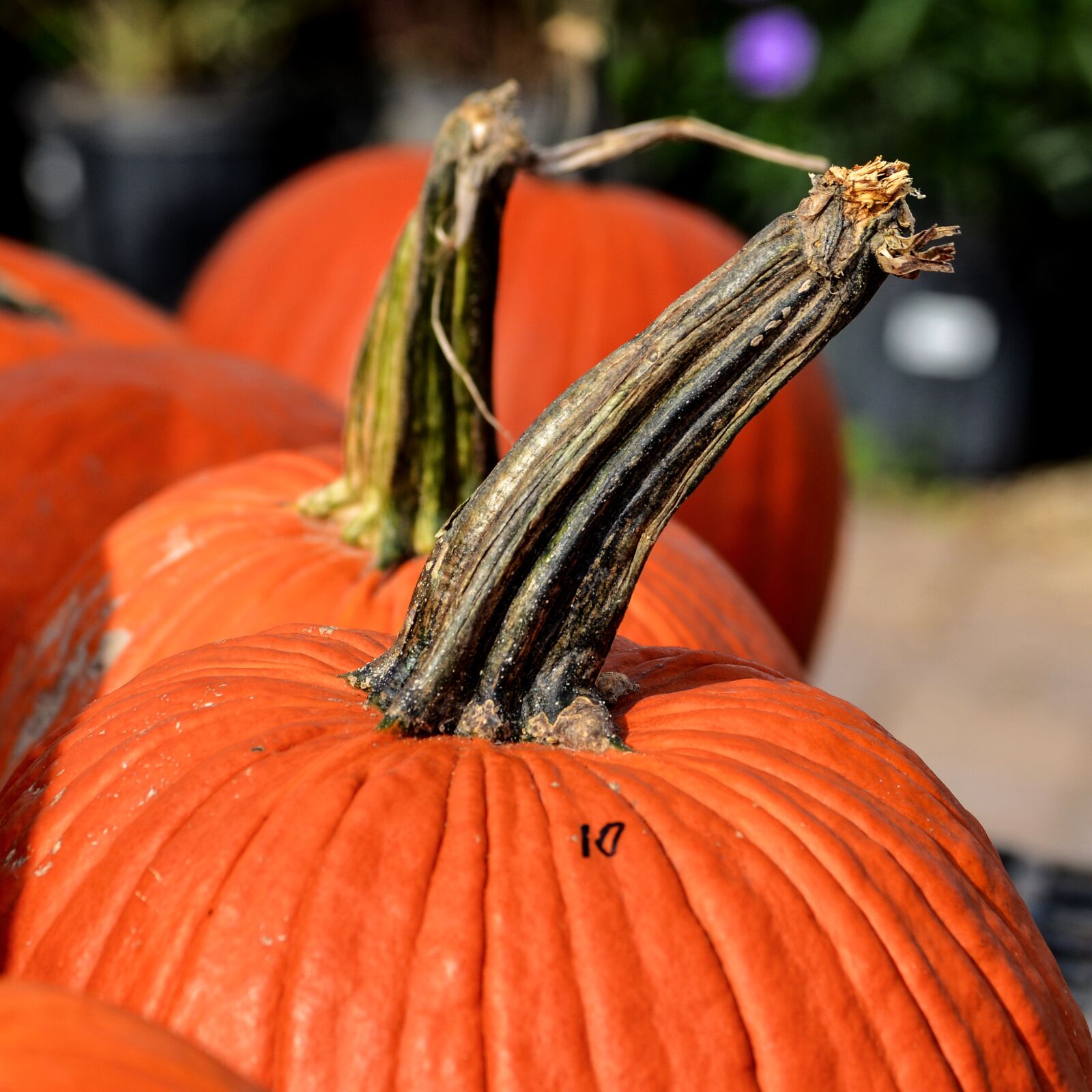 Nikon D5100 sample photo. Pumpkins, large pumpkins, pumpkin photography