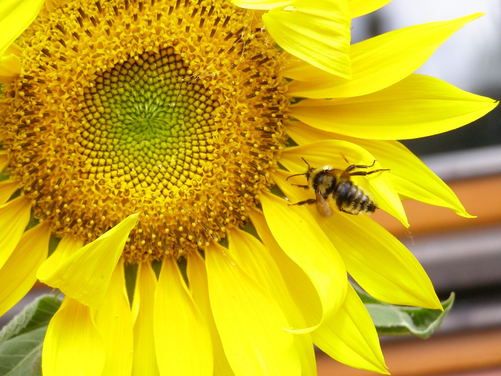 Olympus SP500UZ sample photo. Sunflower, yellow, summer photography