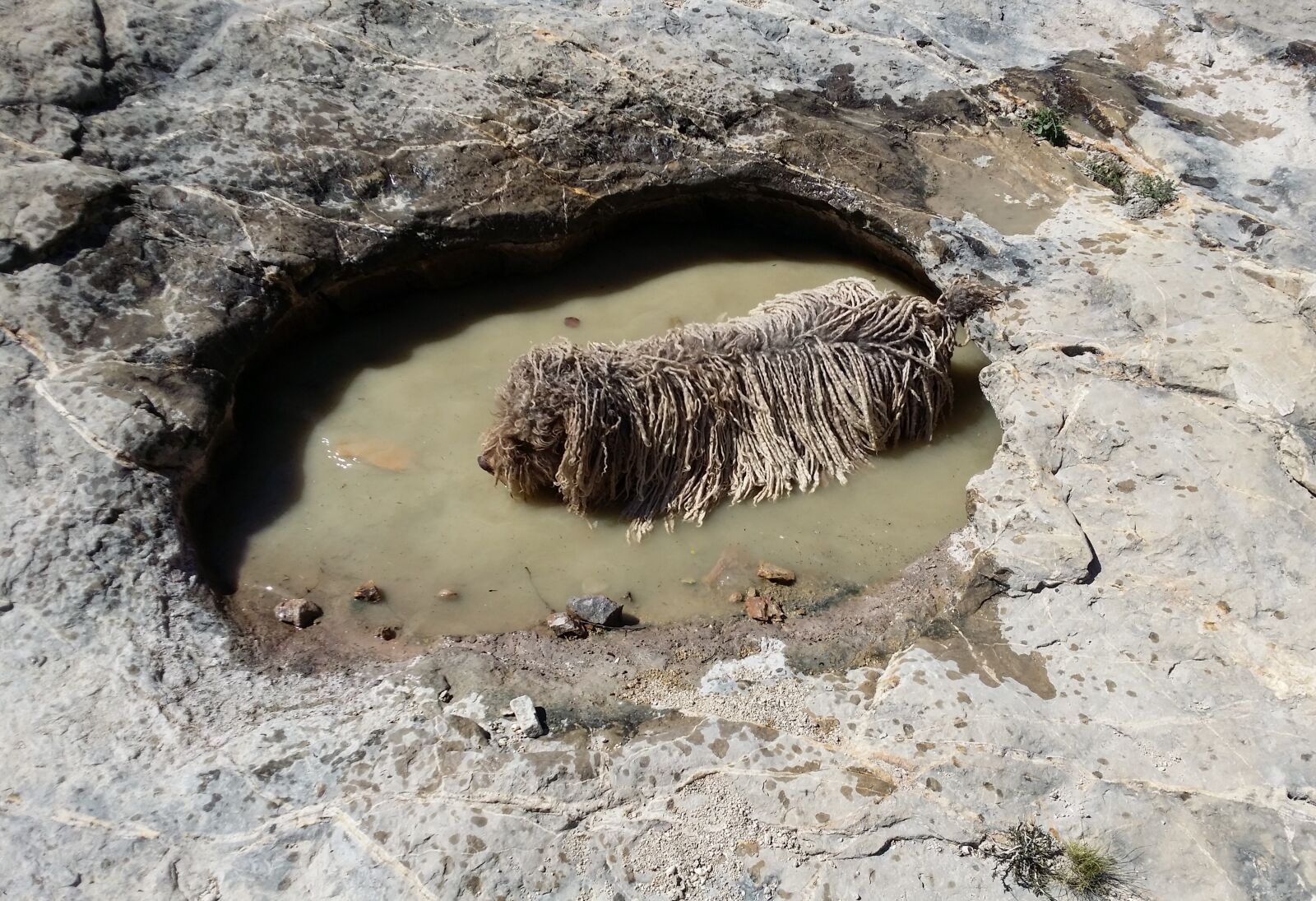 Samsung Galaxy Note5 sample photo. Dog, dreadlocks, puddle, rocks photography