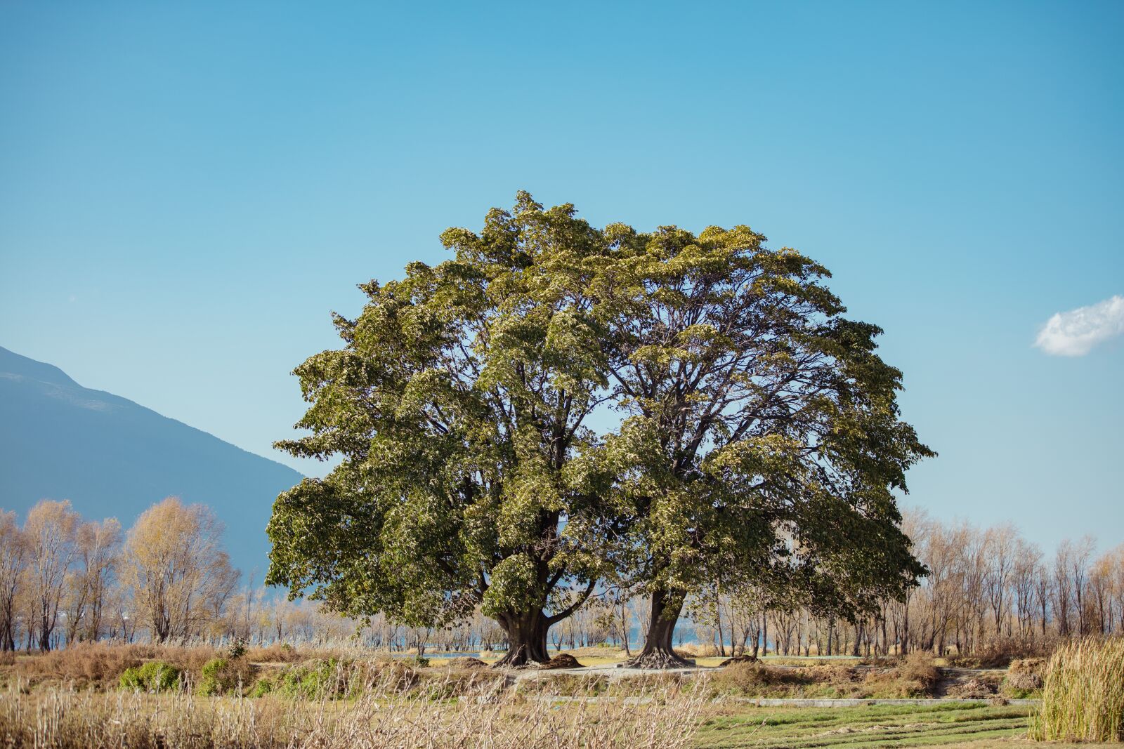 Canon EOS 5DS + Canon EF 70-200mm F2.8L IS II USM sample photo. Plain, siamese tree, clear photography