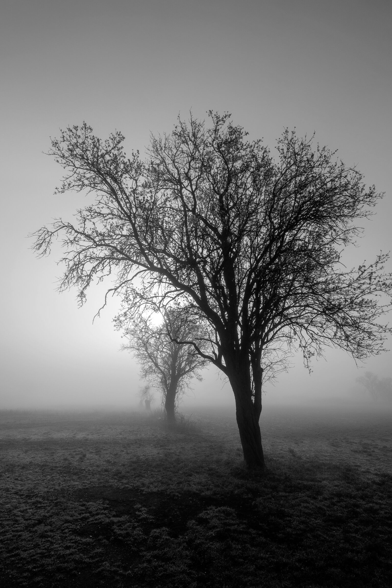 Nikon D5300 sample photo. Fog, trees, field photography