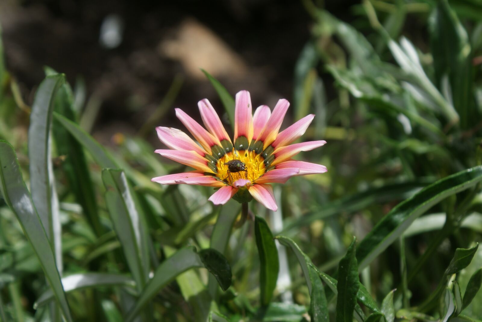 Sony Alpha DSLR-A300 sample photo. Flower, nature, beauty photography