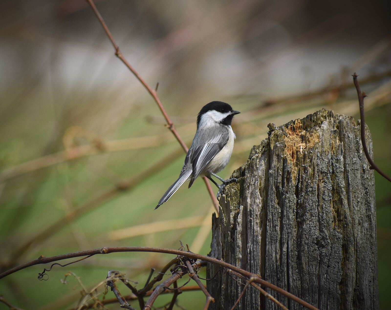 Nikon D5600 sample photo. Black-capped chickadee, bird, chickadee photography