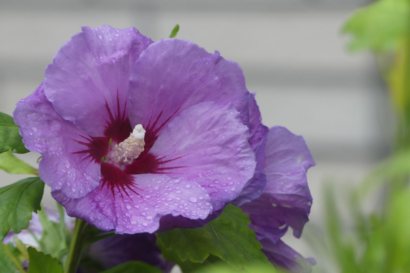 Panasonic Lumix DMC-FZ300 sample photo. Hibiscus, flower, close up photography