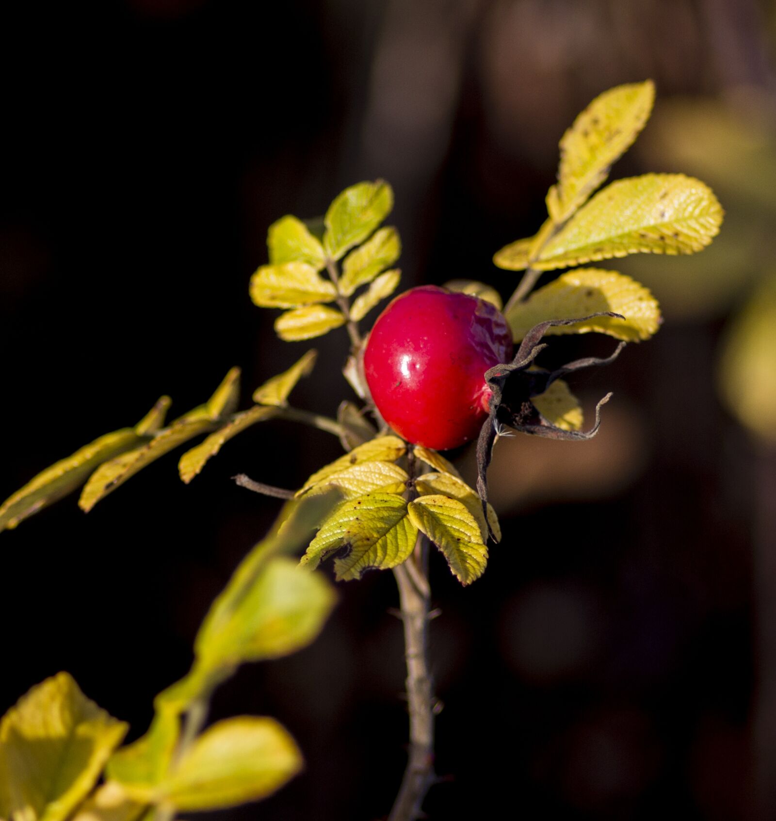 Canon EOS 7D + Tokina AT-X Pro 100mm F2.8 Macro sample photo. Autumn, denmark, natural photography