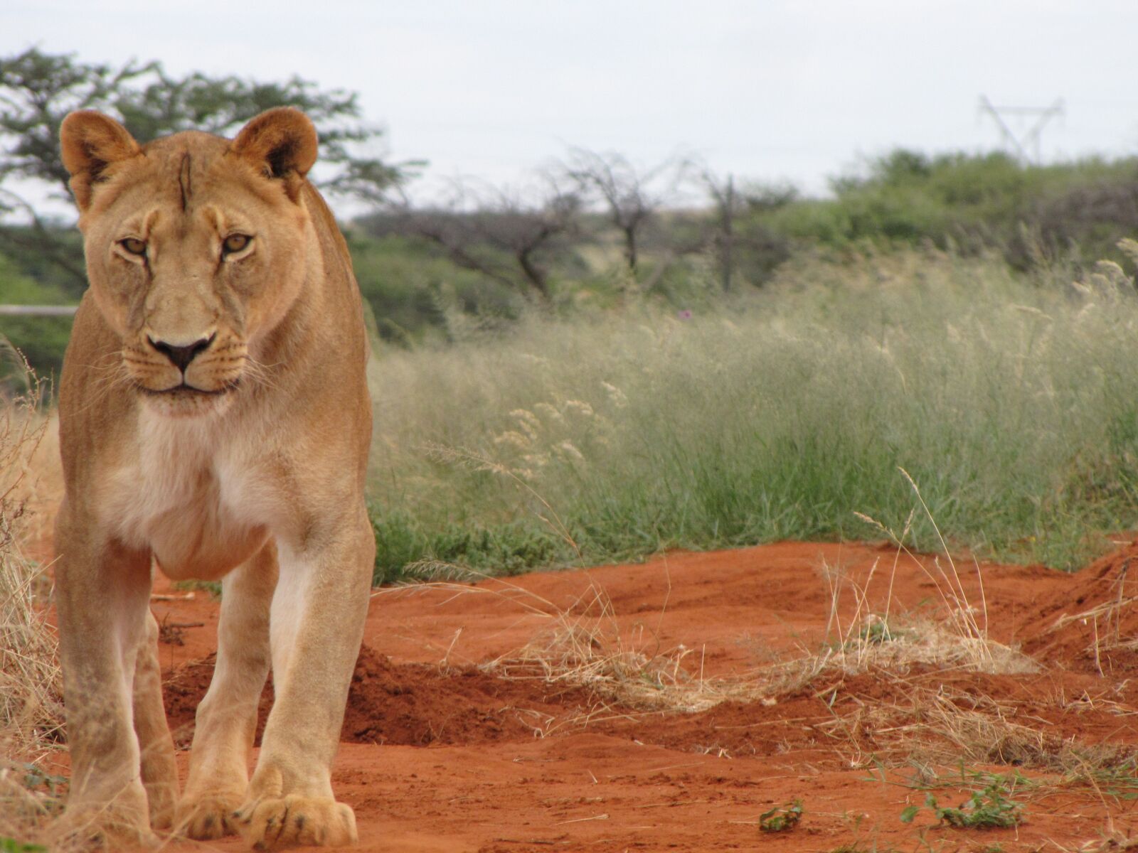 Canon PowerShot SX10 IS sample photo. Female, lion, nature photography