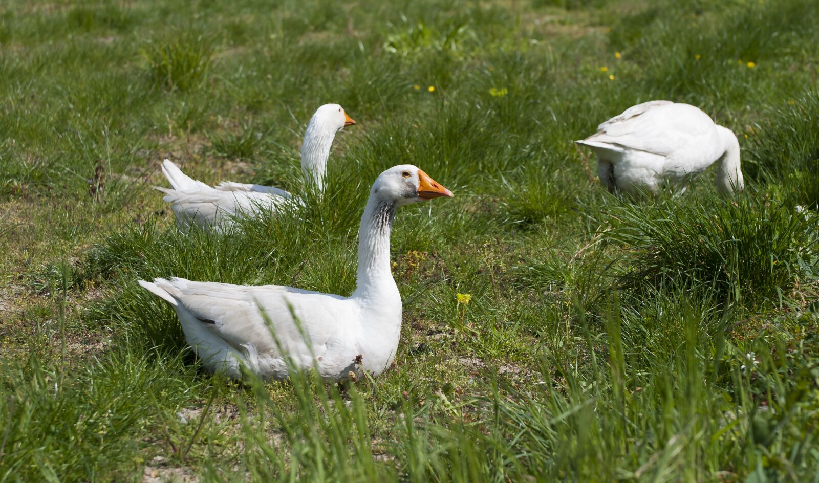 Nikon D80 sample photo. Geese, animal, fauna photography