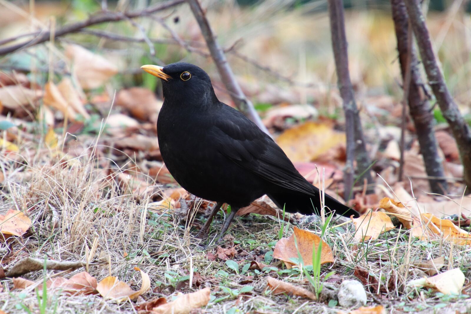 Canon EOS 800D (EOS Rebel T7i / EOS Kiss X9i) sample photo. Blackbird, true, throttle photography