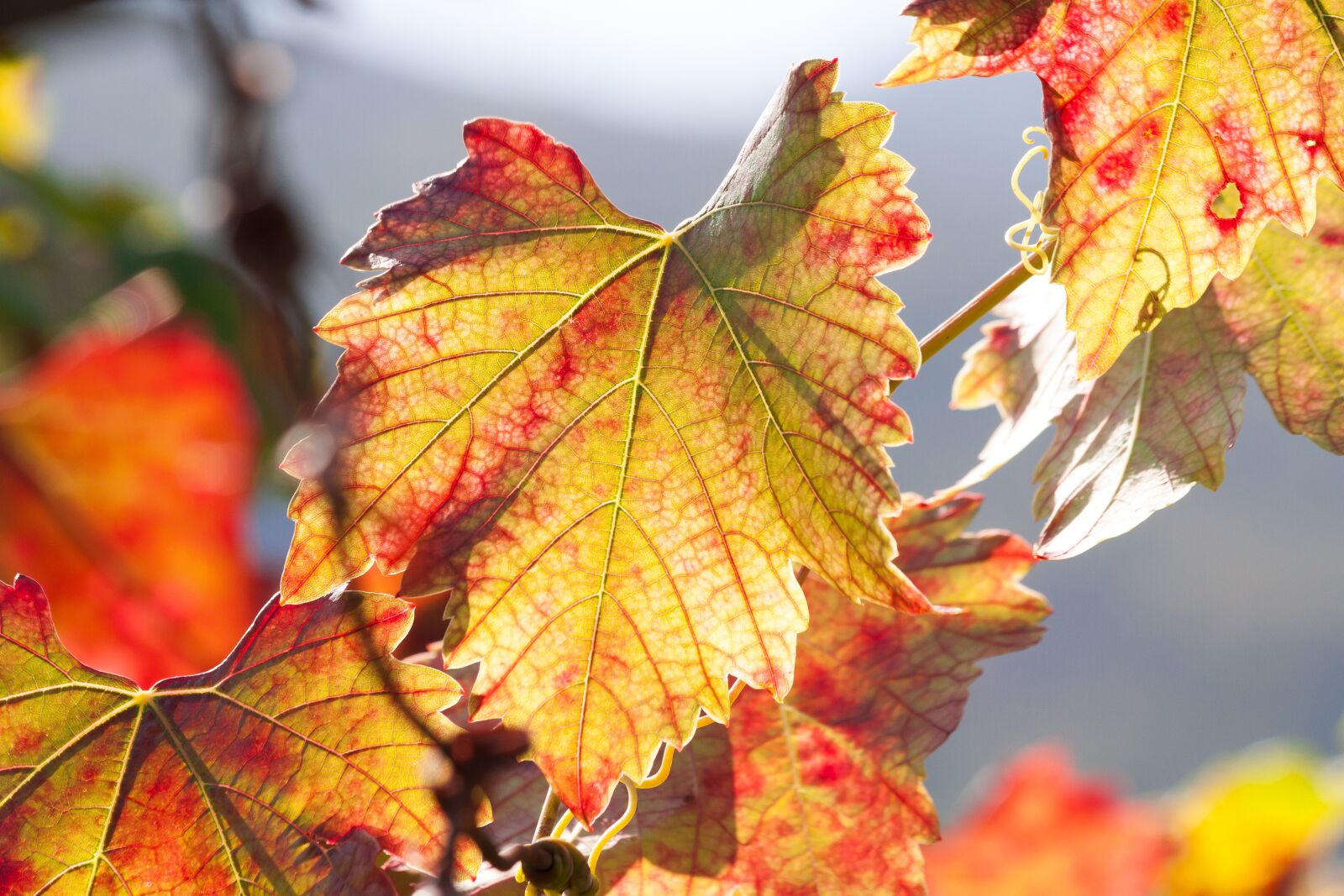 Canon EOS 50D sample photo. Wine, leaf, wine harvest photography
