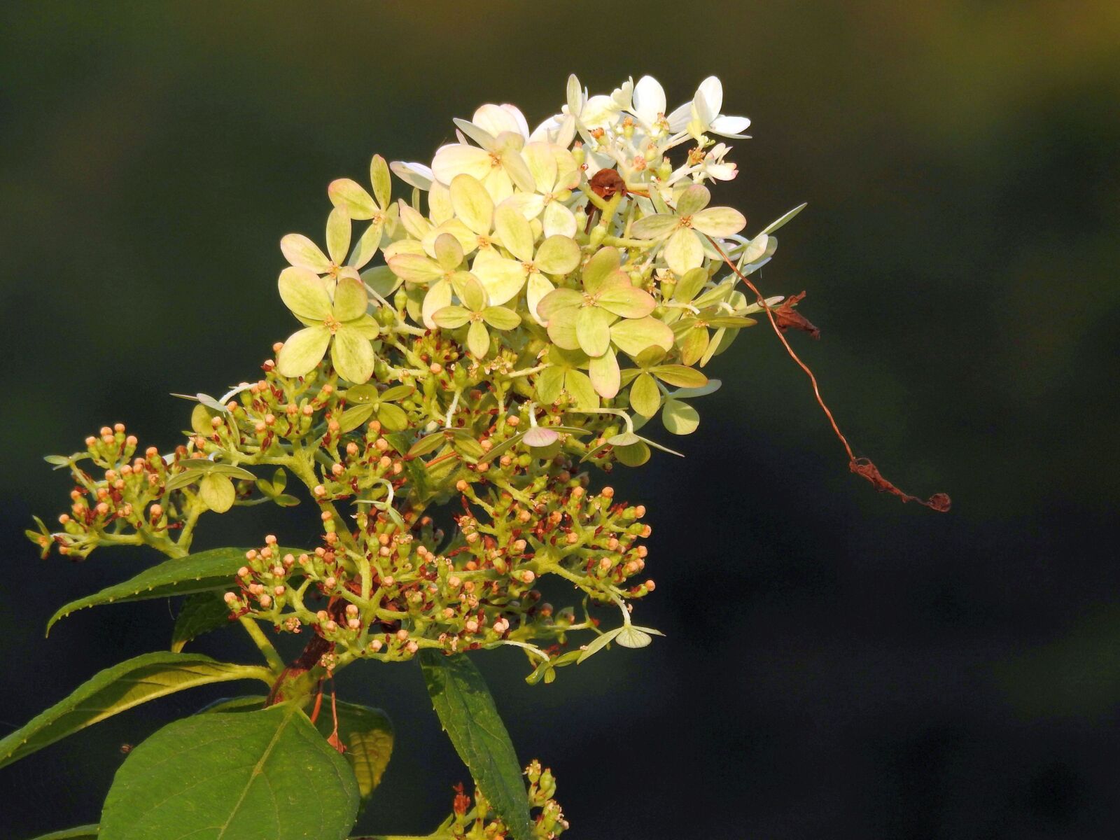 Nikon Coolpix P900 sample photo. Plant, blossom, bloom photography