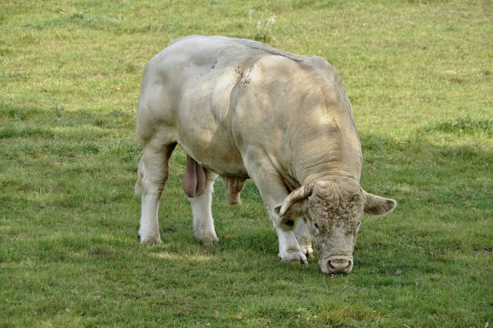 Nikon D5000 sample photo. Mammal, animal, beef photography
