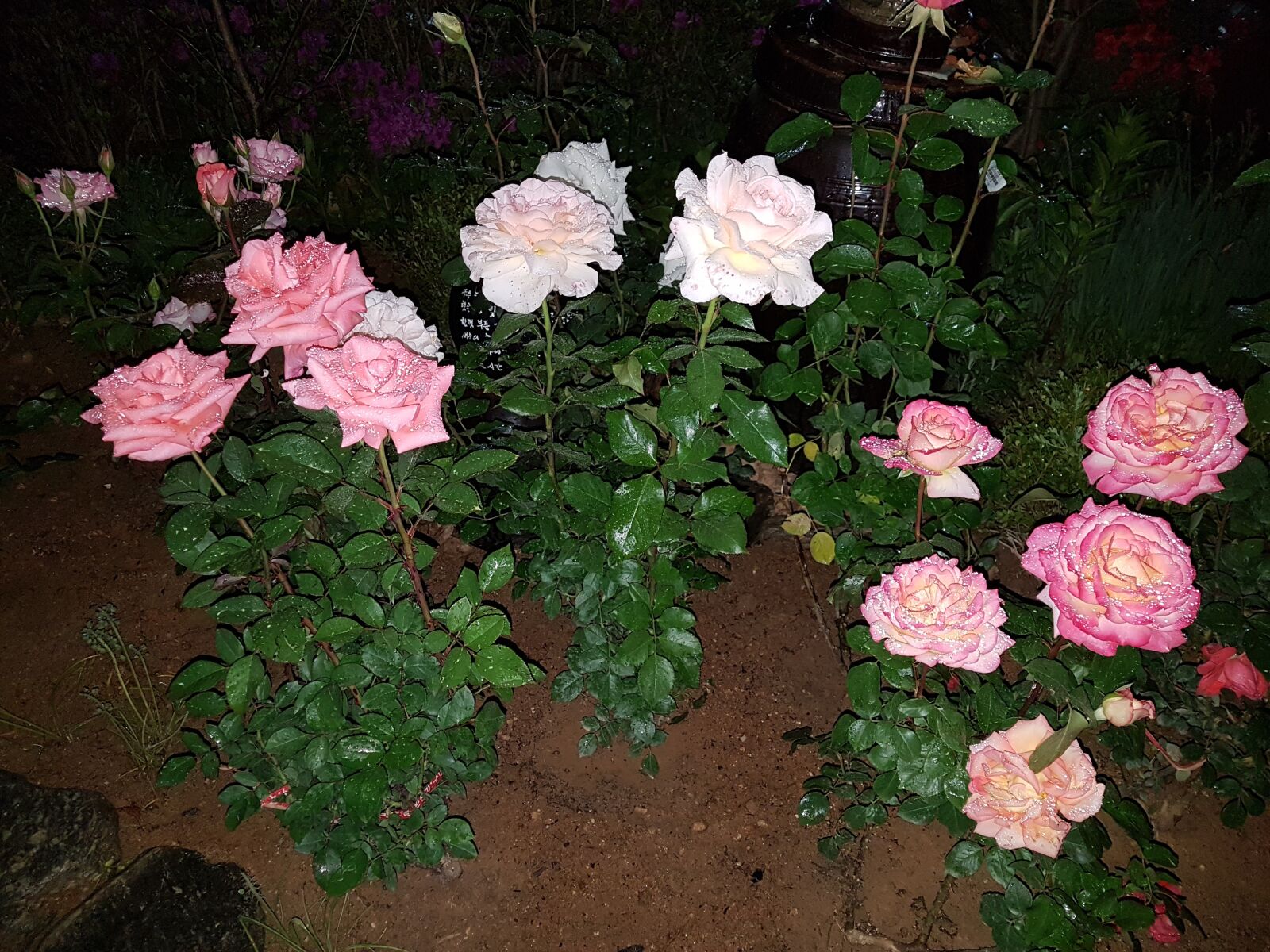 Samsung Galaxy S7 Edge sample photo. Rose garden, rose, pink photography