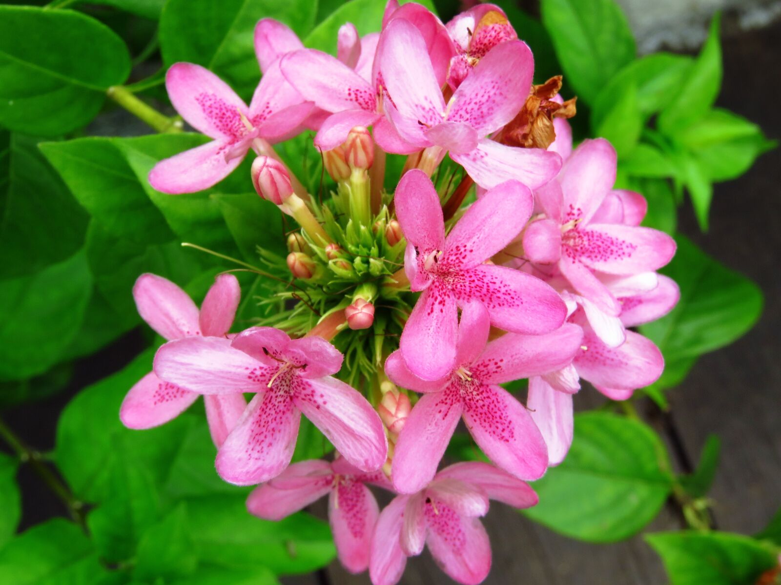 Canon PowerShot SX60 HS sample photo