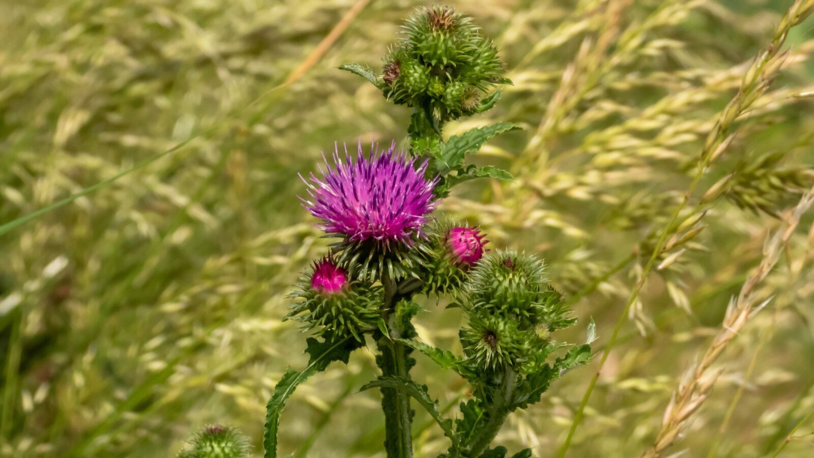 Nikon Coolpix P1000 sample photo. Carduus, thistle, barbed photography