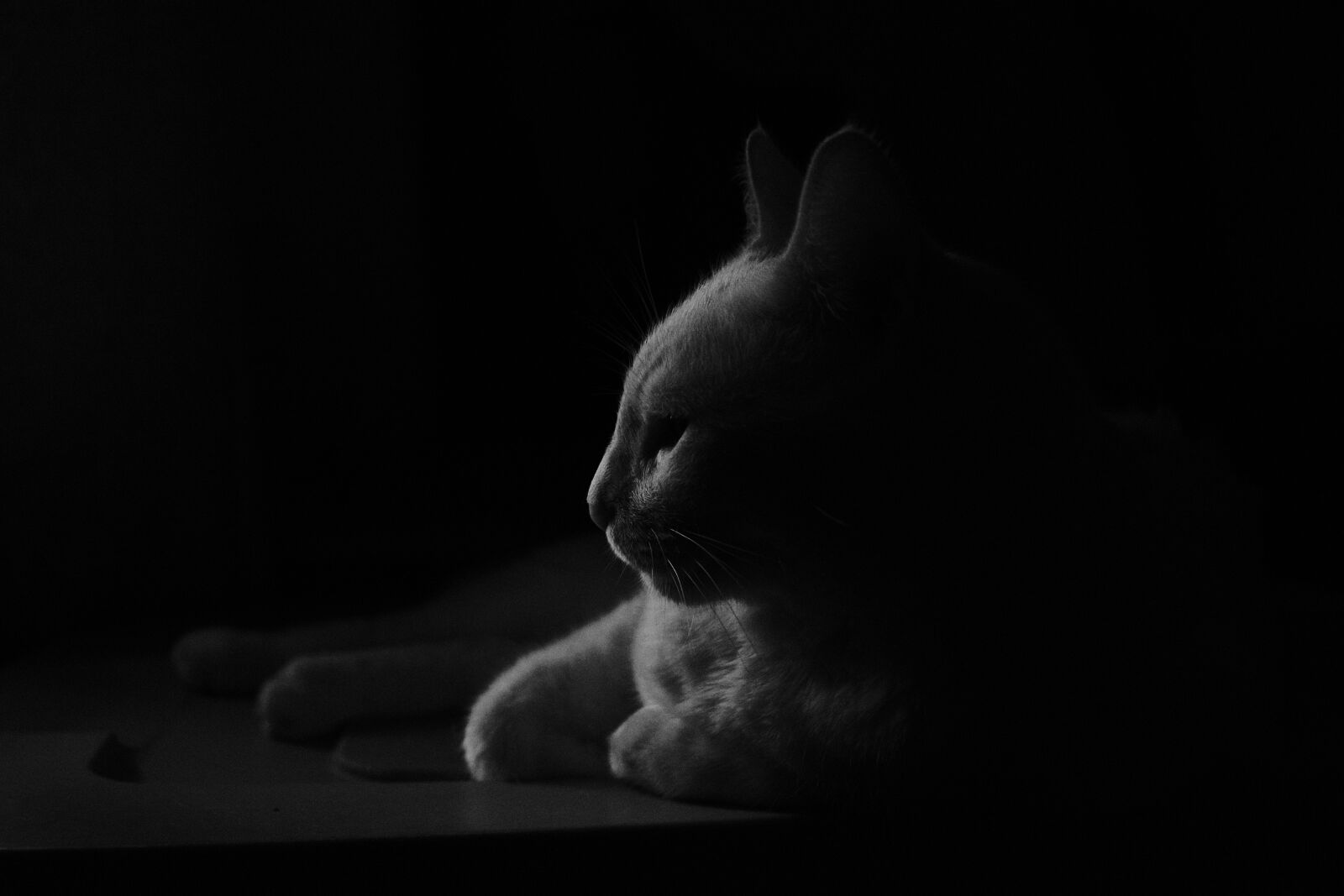 Fujifilm X-T30 sample photo. Cat, pet, blackandwhite photography