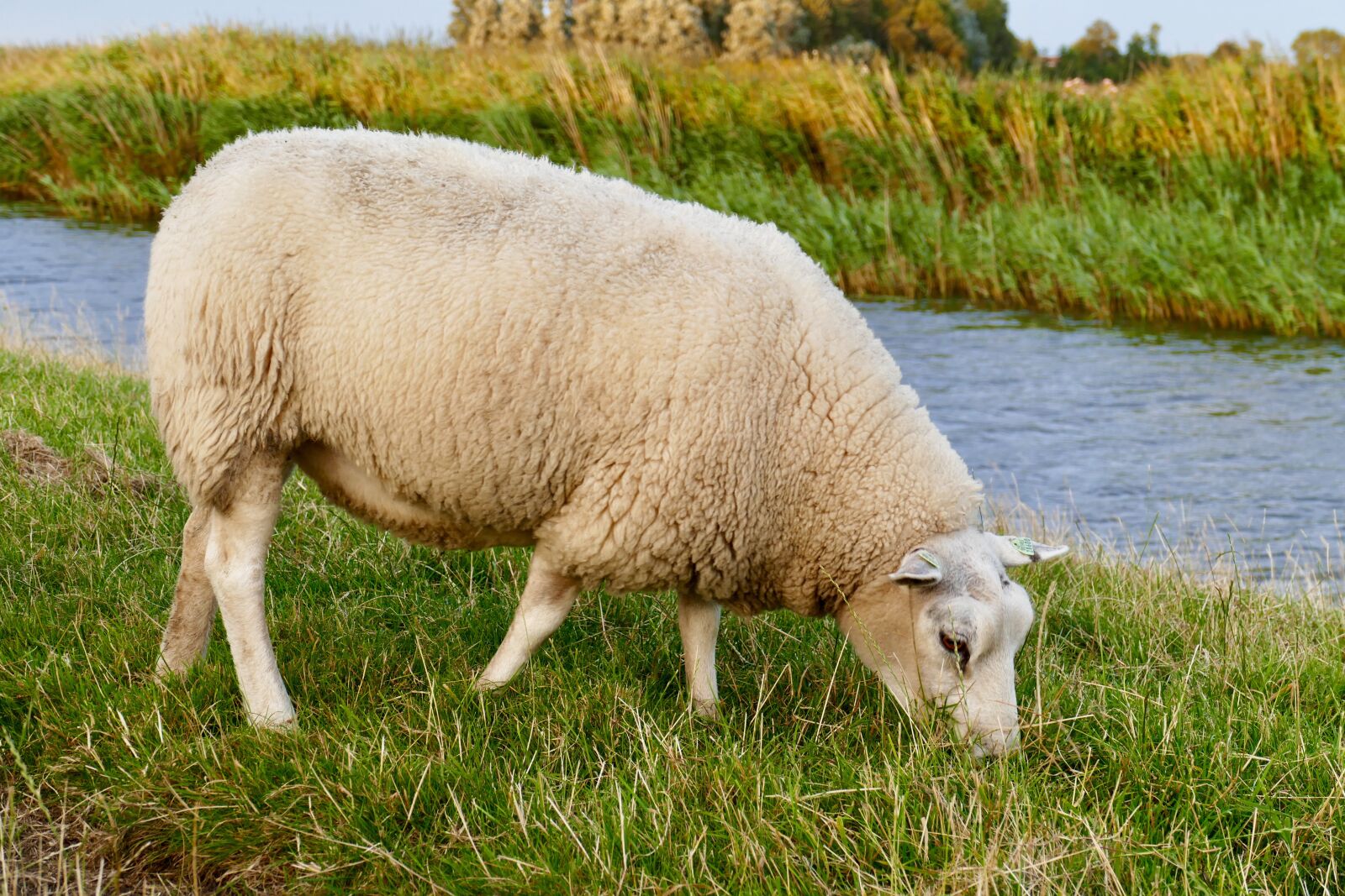 Panasonic Lumix DMC-FZ1000 sample photo. Sheep, speed, ditch photography