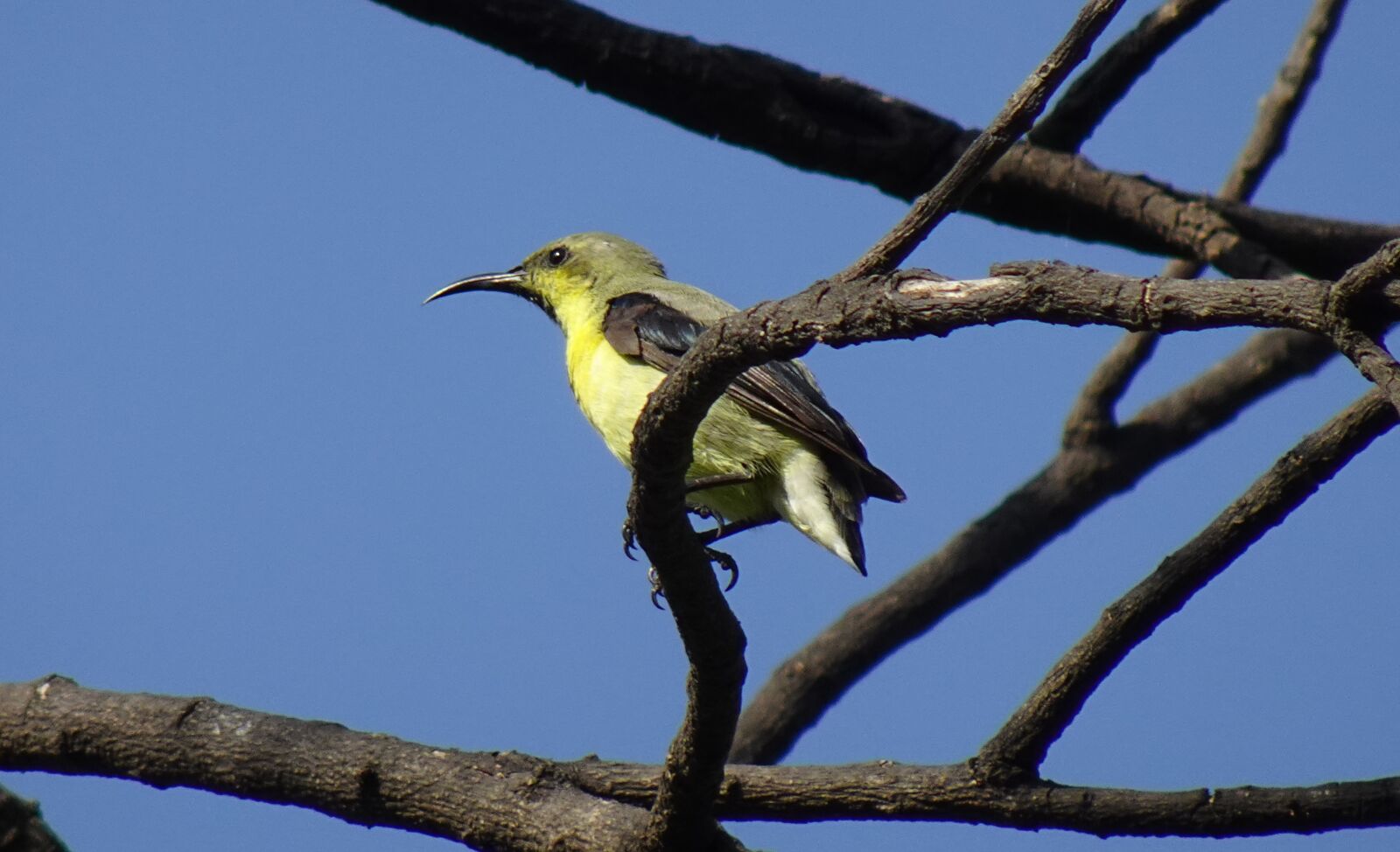 Sony DSC-WX800 sample photo. Bird, purple sunbird, cinnyris photography